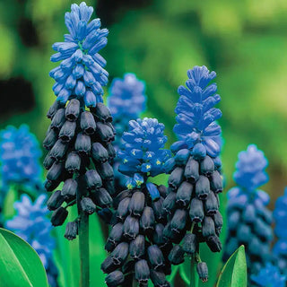 Grape Hyacinth