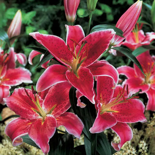 Stargazer Oriental Lily