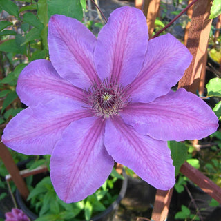 Clematis Horn Of Plenty