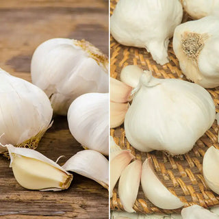 Softneck Garlic Bundle