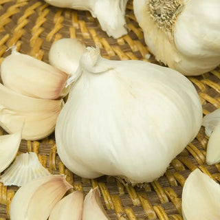 Softneck Garlic Bundle