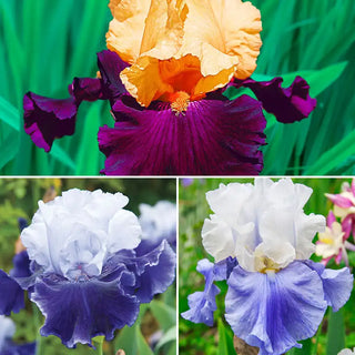 Bearded Iris Collection