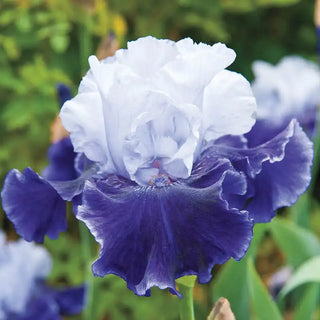 Bearded Iris Collection