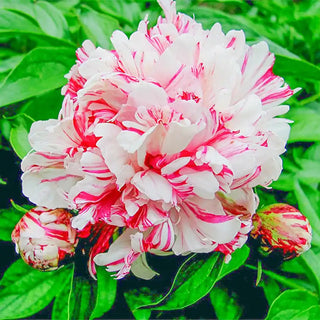 Peony Collection