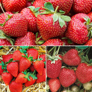 Junebearing Strawberry Collection