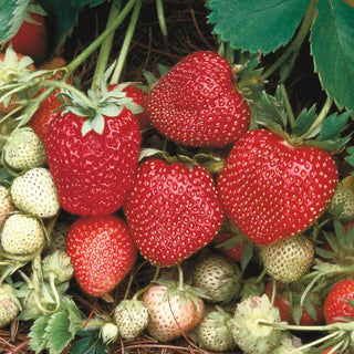 Junebearing Strawberry Collection