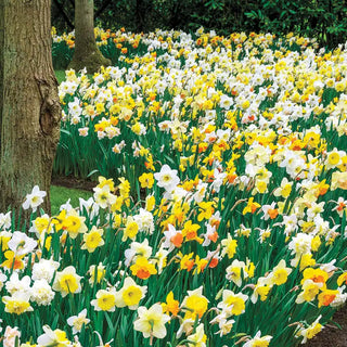 Daffodils for Shade Mix