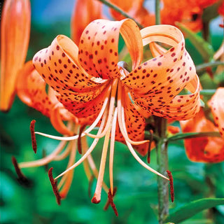 Hybrid Tiger Lily