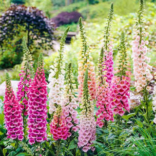 Woodland Excelsior Foxglove Mix