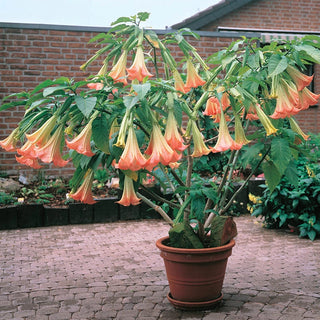 Pink Angel Trumpet