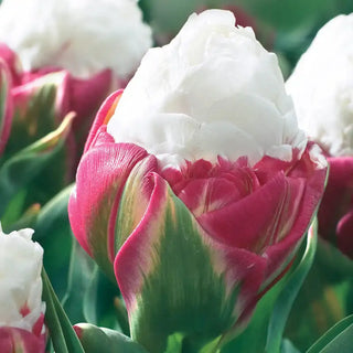 Ice Cream Tulip