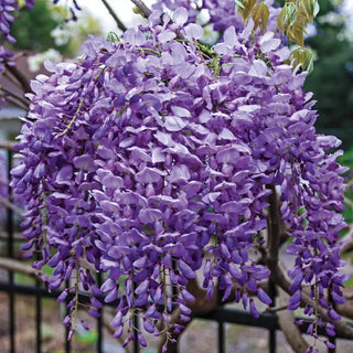 Blue Moon Wisteria