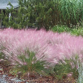 Pink Muhly Grass Plant