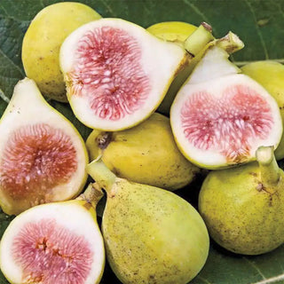 Peter's Honey Fig