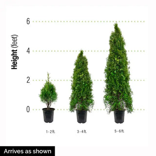 Emerald Green Arborvitae Hedge