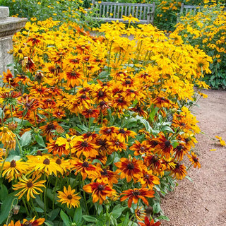 Autumn Colors Rudbeckia