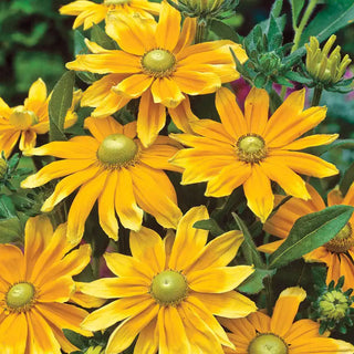 Prairie Sun Rudbeckia