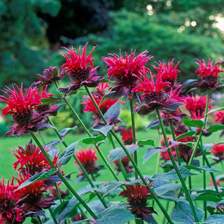 Balmy Purple Dwarf Bee Balm