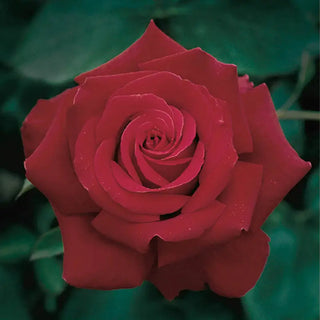 Firefighter® Hybrid Tea Rose