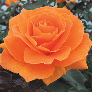 Vavoom™ Floribunda Rose