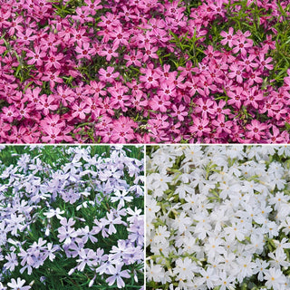 Creeping Phlox Mixture