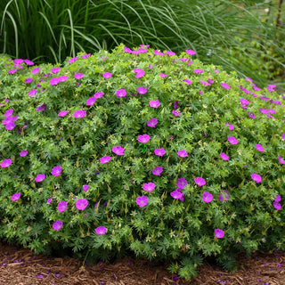 New Hampshire Purple Geranium