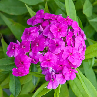 Purple Flame Phlox