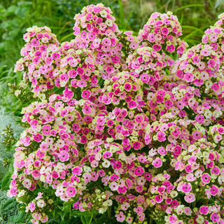 Orchid Yellow Tall Phlox