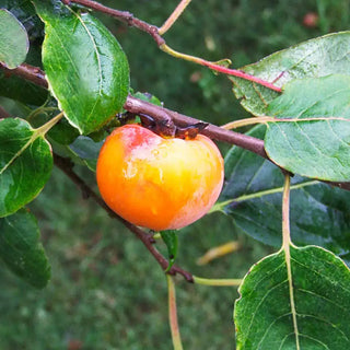 Caramel Cocktail American Persimmon