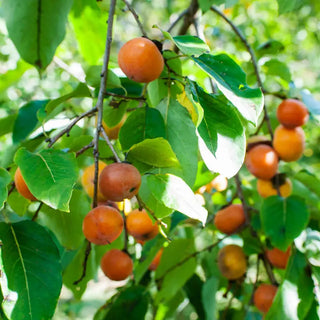 Caramel Cocktail American Persimmon