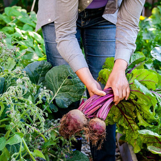 UnBEETable™ Hybrid Beet