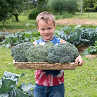 Gurney's® Blue Ribbon Hybrid Broccoli