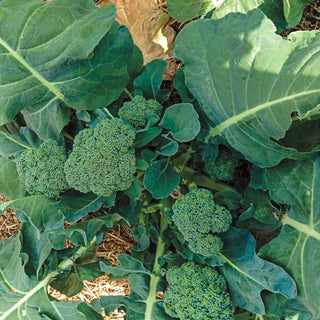 Gurney's® Blue Ribbon Hybrid Broccoli