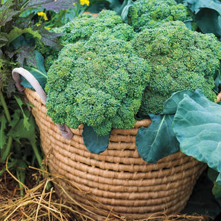 Gurney's® Blue Ribbon Hybrid Broccoli