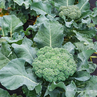 Gurney's® Blue Ribbon Hybrid Broccoli