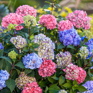 3-N-1 Hydrangea