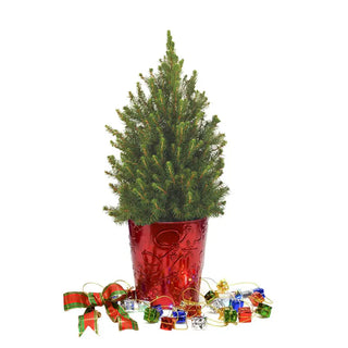 Colorful Presents Potted Spruce Tree