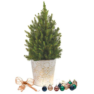 Jewel Tones Potted Spruce Tree