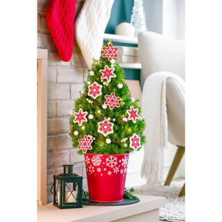 Sweet Snowflakes Potted Spruce Tree