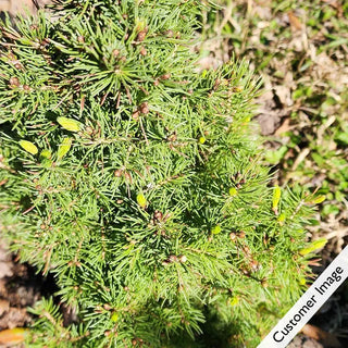 Sweet Snowflakes Potted Spruce Tree