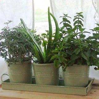 Windowsill Herb Pots