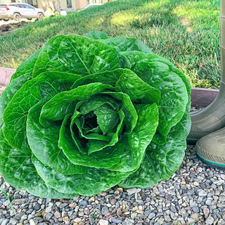 Gurney's®Giant Romaine Lettuce