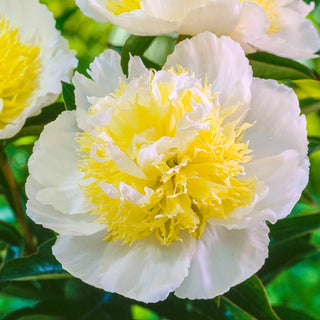 Honey Gold Peony