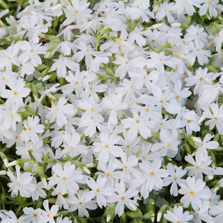 Creeping Phlox Mixture