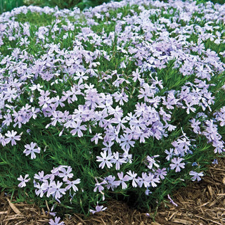 Creeping Phlox Mixture