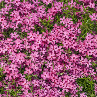 Creeping Phlox Mixture