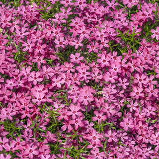 Crimson Beauty Creeping Phlox