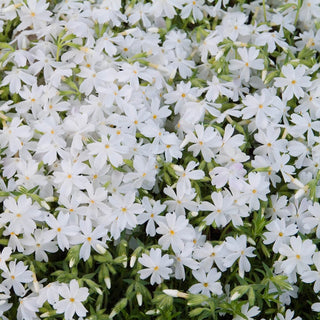 Snowflake Creeping Phlox