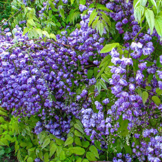 Black Dragon Wisteria