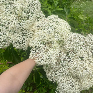 Pocahontas Elderberry